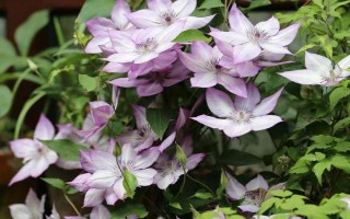 铁线莲小苗是否需要打顶，小苗无需打顶