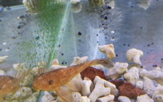 让罗汉鱼起大头的方法，以下4种方式均可满足要求