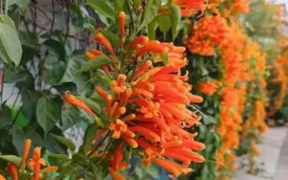 炮仗花的种植要求，放在光线明亮的地方养护