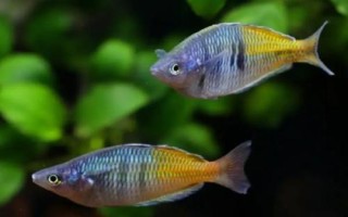 马鲷鱼好不好养，要求较高不易饲养