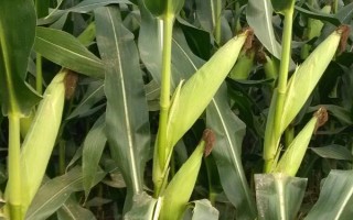 金创152玉米种子介绍，出苗至成熟118天