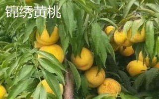 我国的黄桃的产地，华北、华中、西南一带栽培较广