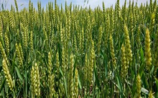 乐土轮选103小麦品种简介，该品种为冬性中熟品种