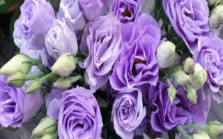 紫色洋桔梗的花语,代表真诚的爱、无望的爱、永恒的爱