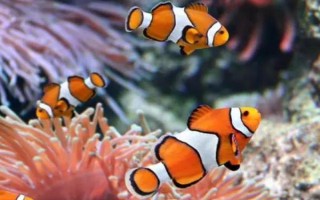 小丑鱼喜欢和跟海葵生活在一起的原因,海葵可以很好的保护小丑鱼