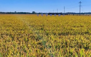 稻田养鱼技术，水位控制在8厘米左右