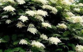 珍珠梅叶片干枯怎么办，可采取剪叶、浇水等措施