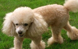贵宾犬和泰迪犬的区别,贵宾泛指深色毛、体型较小的贵宾犬