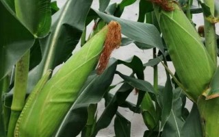 广德56玉米种子特点,亩密度4500株