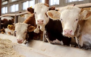 什么是牛犊开食料，又名犊牛代乳料