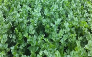 儿菜的种植方法，适宜的生长温度为8-15℃