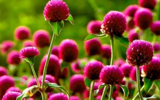 千日红怎么养殖，每隔5-7天左右浇一次水