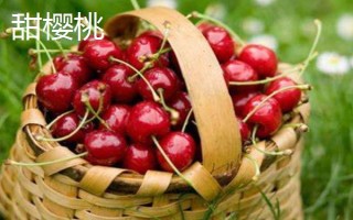 樱桃树开花是什么颜色的,会开白色的花朵