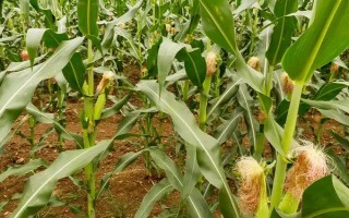 中农大239(区试名称:ND239)玉米种子介绍，全生育期131天