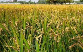 深两优876水稻品种简介,秧田播种量每亩6-7公斤