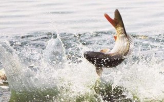 爆炸钩总钓不到鱼是什么原因，垂钓者请慎用