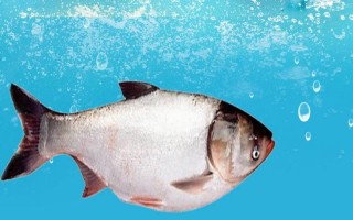 鲢鱼会不会自行繁殖，性成熟之后便具备繁殖能力