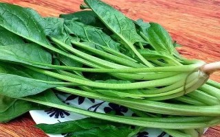 树底下适合种什么菜，可以种生菜、菠菜、韭菜等