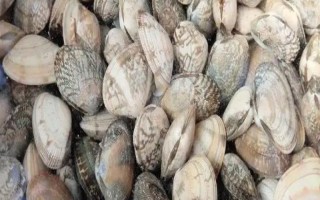 花甲的品种,常见的有花蛤、毛蛤、文蛤等