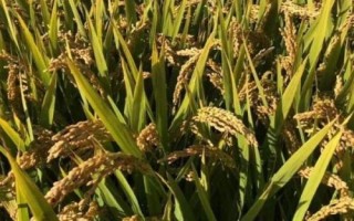 荃两优1606水稻品种简介,全生育期129.5天
