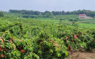 黄桃核能不能种出黄桃树，可以但是生长速度较慢