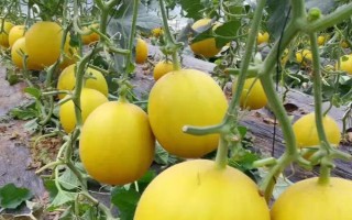 甜瓜的常见品种，常见的有兰州白兰瓜、早雪甜瓜等