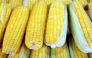 兰德218玉米品种的特性,生育期107天左右