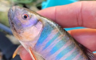 桃花鱼和马口鱼有什么区别，鱼嘴和鱼身均不同