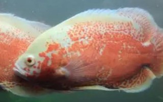 地图鱼不爱游的原因,可能是气温低或患病了