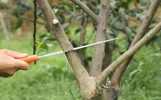 柑橘病虫害防治办法，常见的有疮痂病、溃疡病等