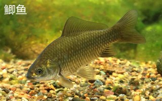 0.3号子线可以飞多重的鱼，能够直接提上2两的小鱼