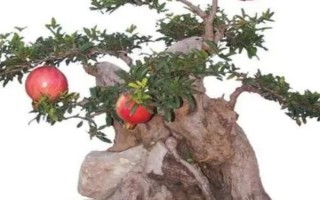 新移栽石榴树的注意事项,一年四季都可以进行移栽