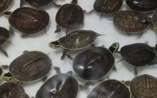 安布龟好不好养，好养但需在温室中饲养