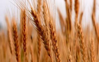 冀麦958小麦种子特征特性,适宜播种期10月1日―20日