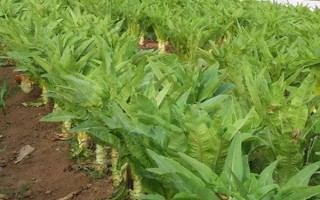 莴笋秋季的最佳种植时间，最佳时间为9-10月份