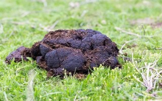 农家肥与化肥混用的好处,可以使养分供应更持久