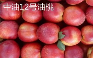 油桃的品种，是夏季水果
