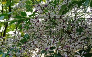 苦楝的种植方法，可以种子繁殖和扦插繁殖