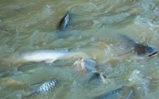 如何提高鱼越冬的成活率，根据水温投喂饲料