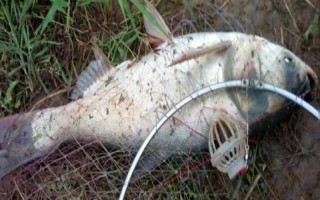 钓白鲢鱼用什么饵料，用酸味或香味的饵料效果好