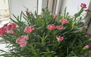 怎么预防康乃馨烂根，控制浇水量、让土壤保持透气有助于根系生长