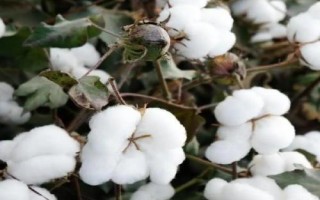 石彩17棉花种子特点,适宜播期4月10-25日