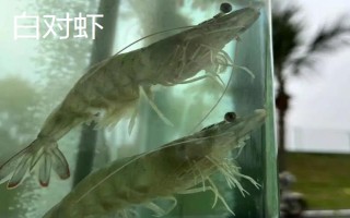 虾对水质的要求，不同品种对酸碱值的要求有区别