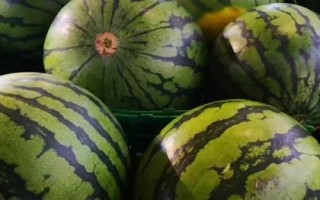 西瓜空心厚皮的原因，品种是原因之一