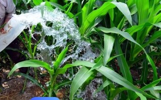 玉米拔节期到喇叭口期需要多久，通常需要30天左右