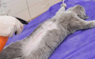 公猫绝育后乱拉乱尿的原因，可能是激素影响或应激影响