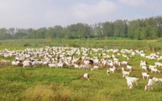 羊痘病的症状以及如何防治，病羊体温升高、眼角流泪、皮肤上出现丘疹