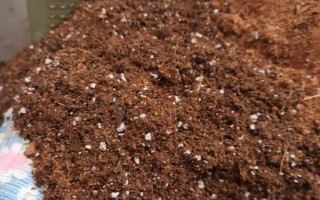 什么时候种植佛手瓜,在4-5月份种植可提高成活率