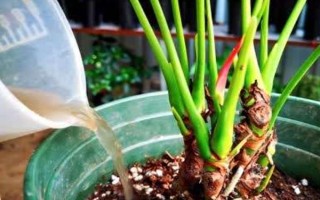 红掌的养殖方法,适宜生长的温度在20-25℃