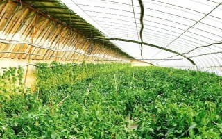 种植辣椒是否要授粉，属于自花授粉作物、无需人工授粉